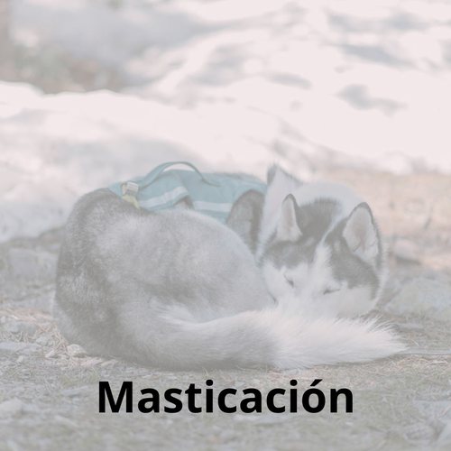 Clase Masticación