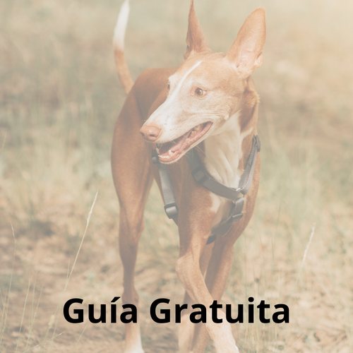 Guía gratuita
