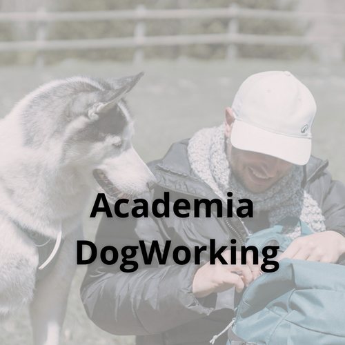 Academia DogWorking